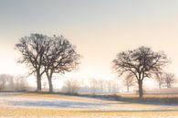 Ein sanfter Wintermorgen von Werner Reins Miniaturansicht