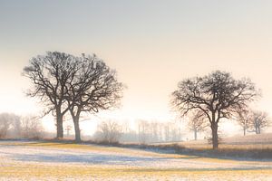 Ein sanfter Wintermorgen von Werner Reins