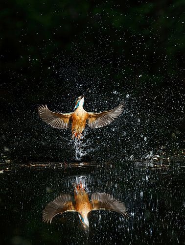Eisvogel