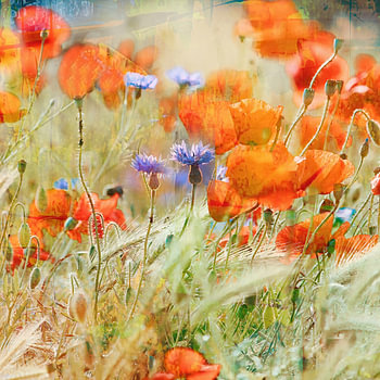 Poppies and Cornflowers