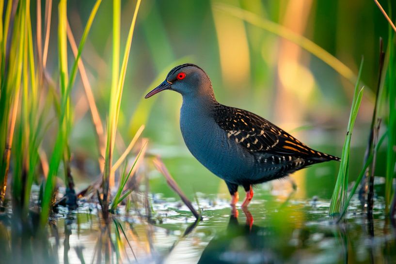 Pond rail in the reedbed by Poster Art Shop