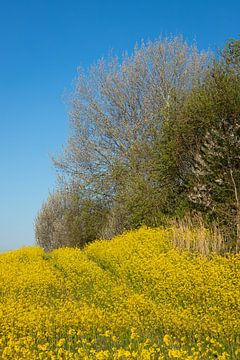 Bloeiend fel geel raapzaad in het Nederlandse voorjaar van Jan van der Vlies