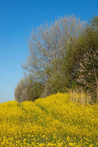 Leuchtend gelbe Rapssamen im Frühjahr in den Niederlanden von Jan van der Vlies