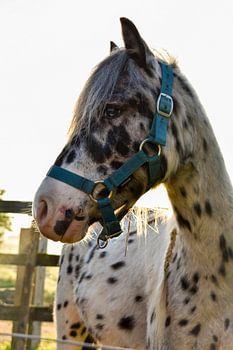 Appaloosa mini paard