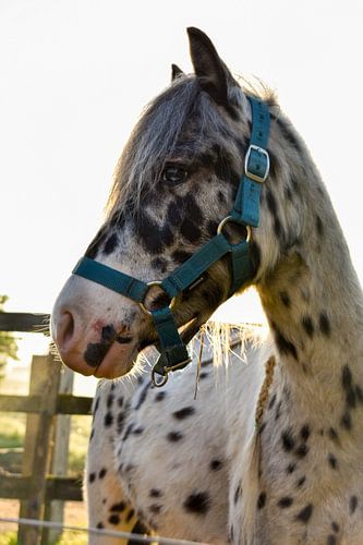Appaloosa mini horse