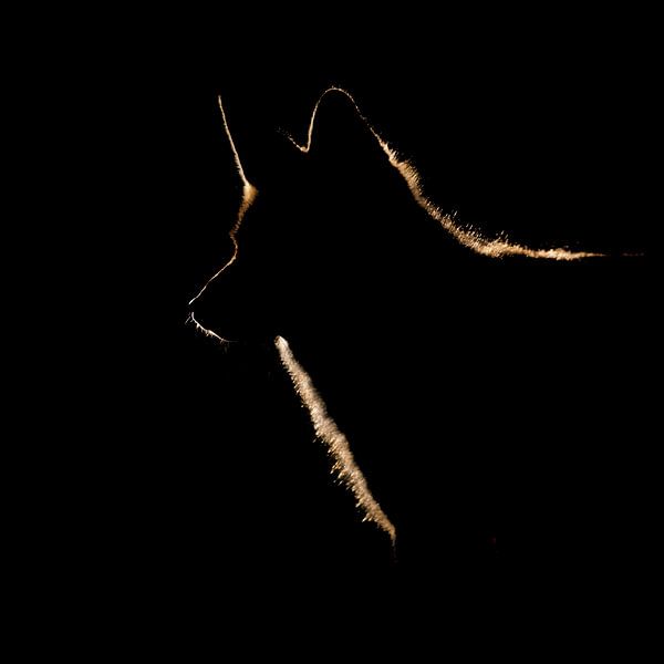 Backlight by Pim Leijen