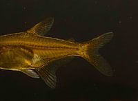 Detail of an Orange Gold Tetra Fish