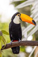 Toucan on a branch in tropical setting