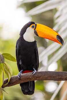 Toekan op een tak in tropische omgeving