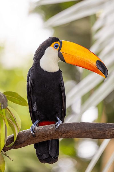 Toucan on a branch in tropical setting by Triki Photography