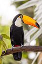 Toucan on a branch in tropical setting by Triki Photography thumbnail