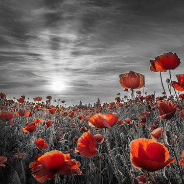 Mohn im Sonnenuntergang | colorkey von Melanie Viola