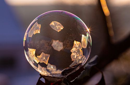 ❄️ Vorstmagie op rozenhout - Bevroren zeepbel in winters licht