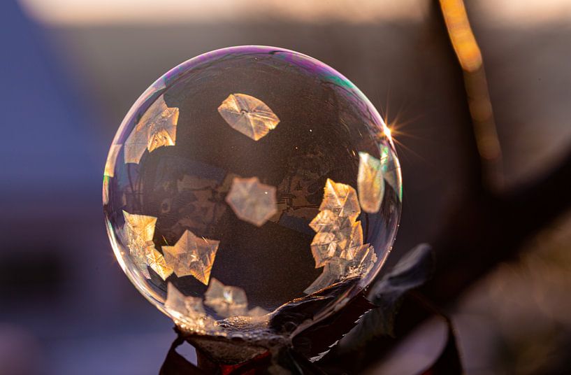 ❄️ Frost magic on rosewood - Frozen soap bubble in winter light by Fototante