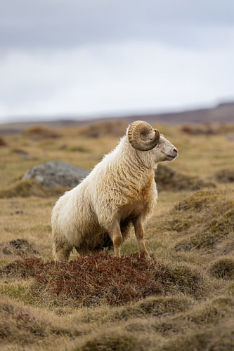 Icelandic sheep with impressive horns in Iceland’s countryside