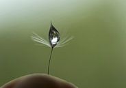 fluff-drip von hetty'sfotografie Miniaturansicht