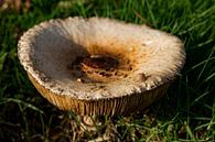 Mushroom #002 by 2BHAPPY4EVER photography & art thumbnail