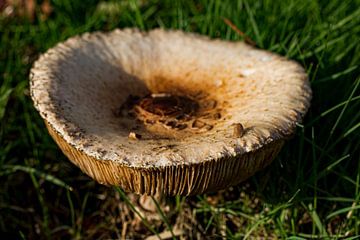 Mushroom #002 by 2BHAPPY4EVER photography & art