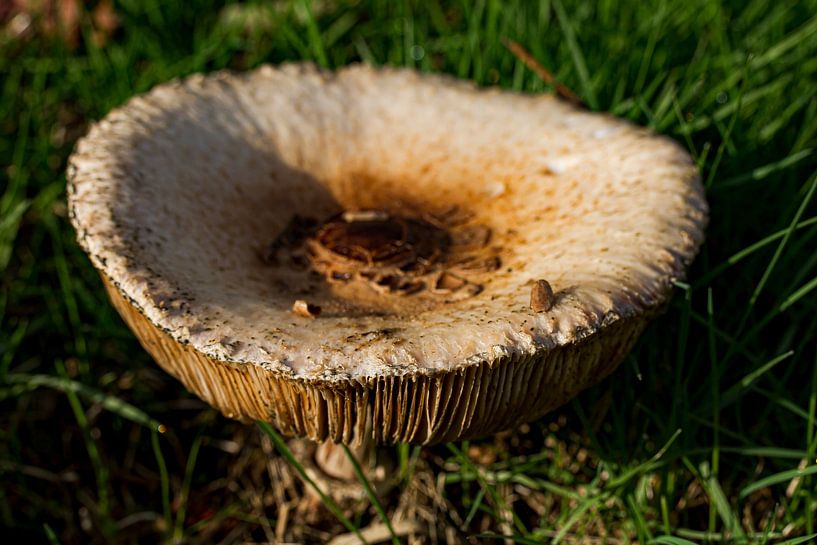 Mushroom #002 by 2BHAPPY4EVER.com photography & digital art