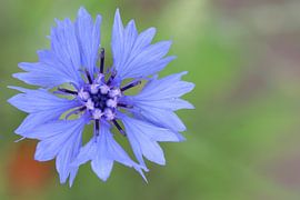 Kornblumenblau! von Silvia Weenink