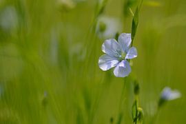 Blaue Flachsblüten von Gonnie van de Schans