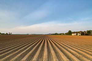 Vers geploegd aardappelveld met rechte aardappelruggen van Sjoerd van der Wal Fotografie