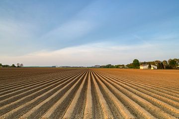 Vers geploegd aardappelveld met rechte aardappelruggen van Sjoerd van der Wal