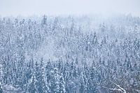 Winterwald