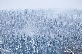 Winterwald