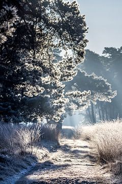 bevroren pad in het ochtendlicht van Marc Goldman