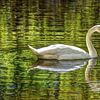 Swan in the woods with mirror image by Hendrik-Jan Kornelis