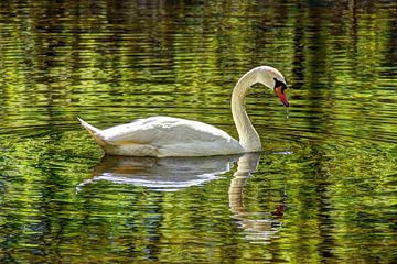 Swan in the woods with mirror image by Hendrik-Jan Kornelis