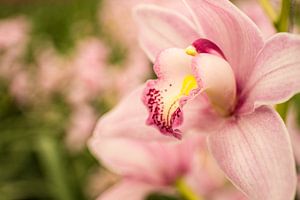 Orchidee von Martijn van Steenbergen