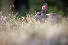 Rabbit by Marko Sarcevic