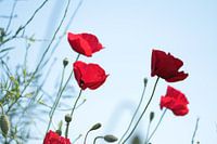 Poppy