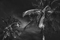 Palmbomen in Vietnam zwart/wit van Godelieve Luijk thumbnail