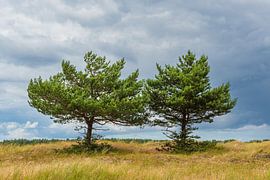 Trees in the dunes on Fischland-Darß by Rico Ködder