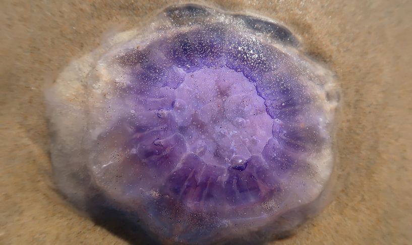 Kwallen van Bo Valentino