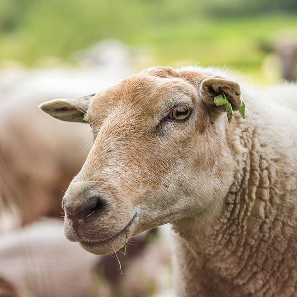 Tête de mouton par Adri Rovers