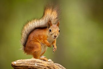 Eurasian red squirrel (Sciurus vulgaris) by Chris Stenger