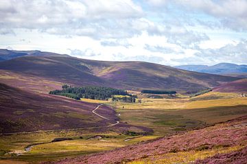 Paarse heide bergen van Schotland van Meike de Regt