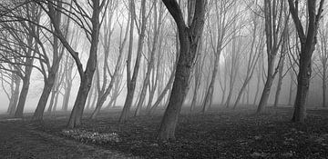 Trees in fog III by Thijs Friederich