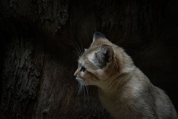 Curious sand cat