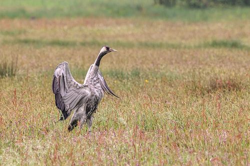 Une grue se reposant et se nourrissant dans un champ au printemps sur Sjoerd van der Wal Photographie