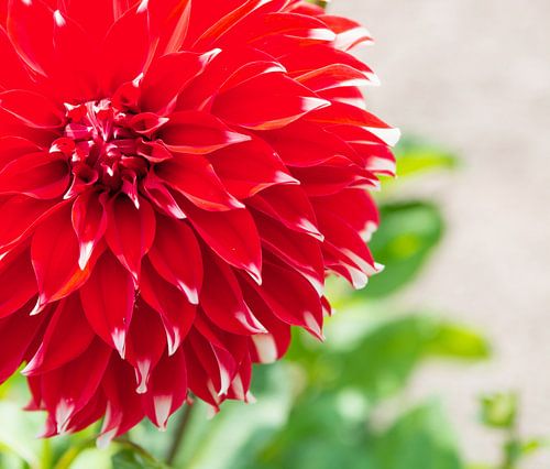 Rood Dahlia Hamburg