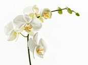 Witte Orchideae van Ellen Driesse thumbnail