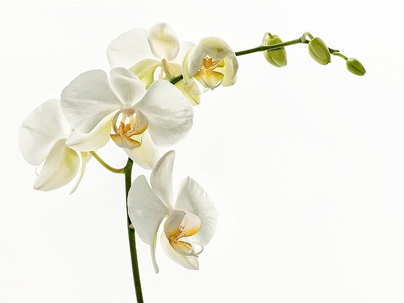 Witte Orchideae van Ellen Driesse