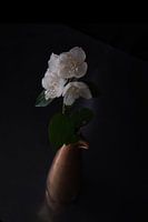 Jasminum