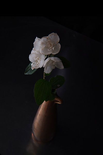 Jasminum von Johan Wolfard