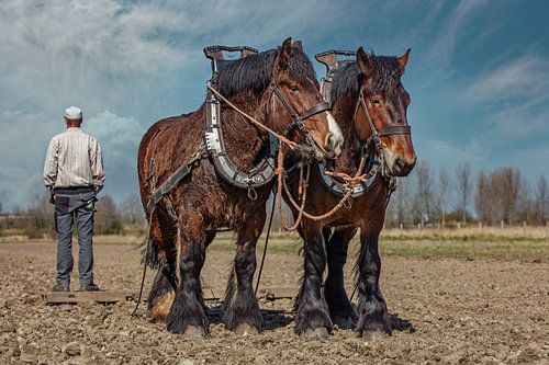 Boer met trekpaarden